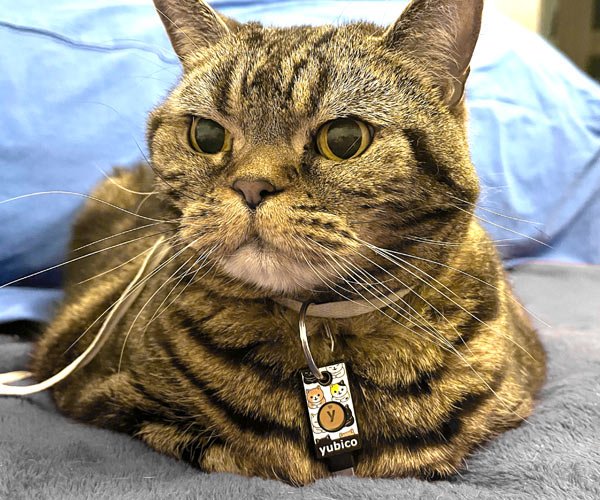 YubiStyle Cover (YubiCats) - Trust Panda